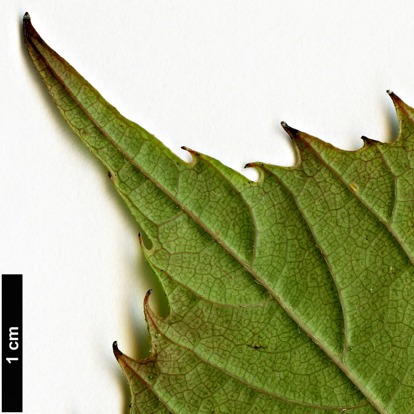 High resolution image: Family: Eupteleaceae - Genus: Euptelea - Taxon: pleiosperma
